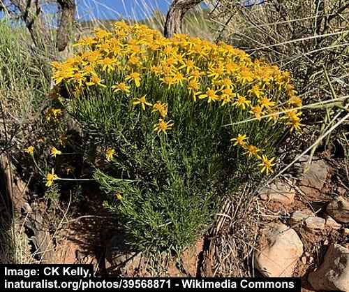 Damianita (Chrysactinia mexicana)