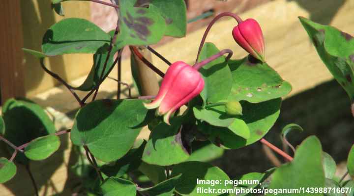 Scarlet Clematis (Clematis texensis)