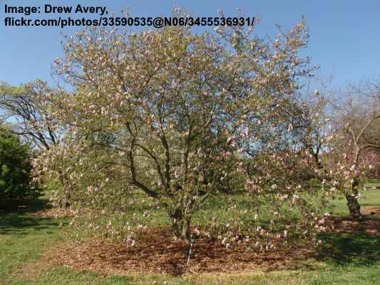 Jane Magnolia (Magnolia liliiflora x Magnolia stellata)