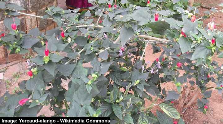 Turk’s Cap (Malvaviscus arboreus var. drummondii)