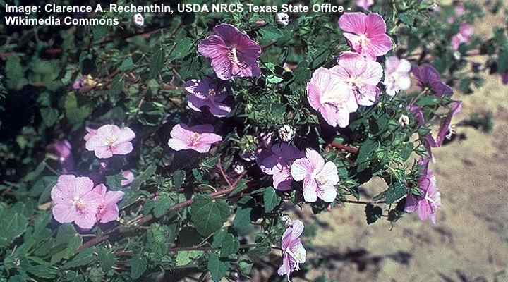 Rock Rose (Pavonia lasiopetala)