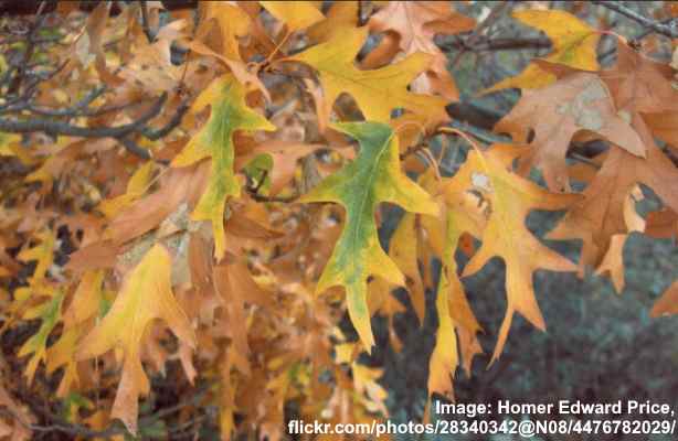 36 Oak Tree Leaves Identification Guide With Pictures