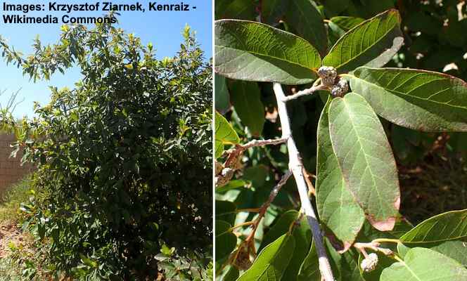 Mexican White Oak Tree (Quercus polymorpha)