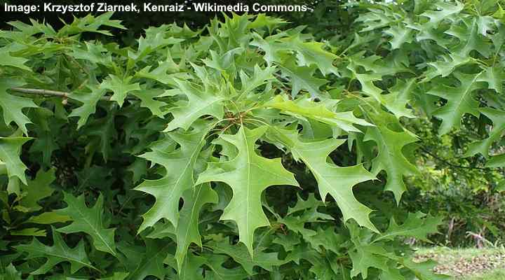 Quercus texana leaves