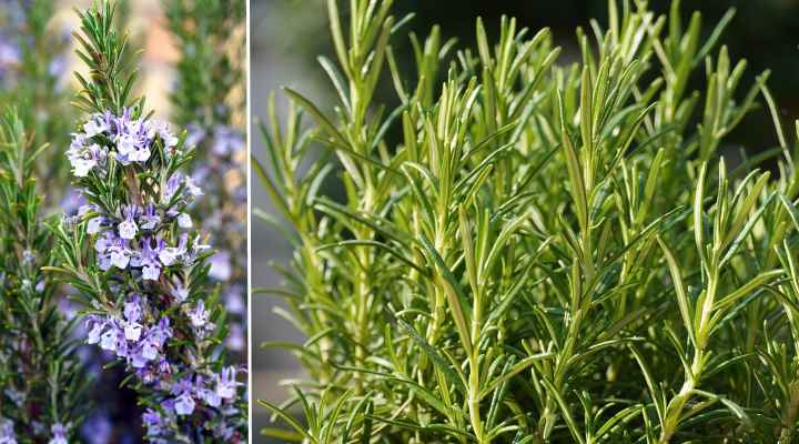 Rosemary (Rosmarinus officinalis)