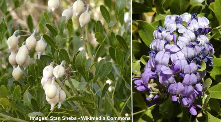 Texas Mountain Laurel (Sophora secundiflora)