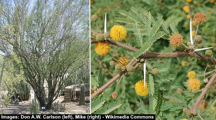 Texas Huisache (Sweet Acacia) (Vachellia farnesiana)