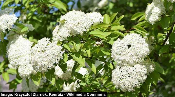 Viburnum (Viburnum prunifolium)