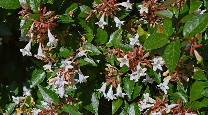 Glossy Abelia (Abelia grandiflora)