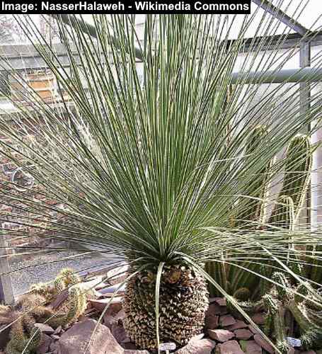 Texas Sotol (Dasylirion acrotrichum)