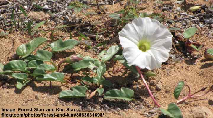 Beach Morning Glory (Ipomoea imperati)