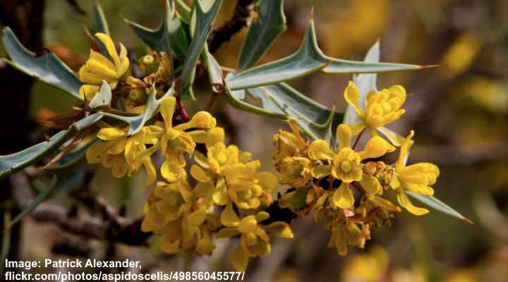 Agarita (Mahonia trifoliolata)