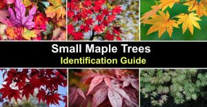 Types of Small Maple Trees (With Pictures) - Identification Guide