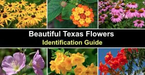 36 Texas Flowers With Pictures (Native and Non-Native) - Identification ...