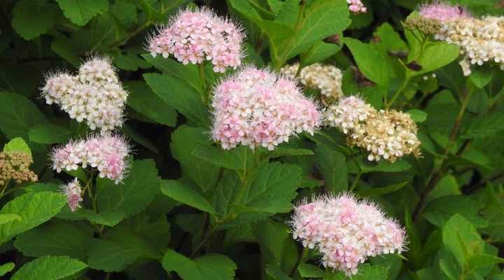 Japanese Spirea (Spiraea japonica)