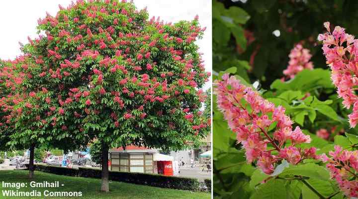 Red Horse Chestnut (Aesculus x carnea)