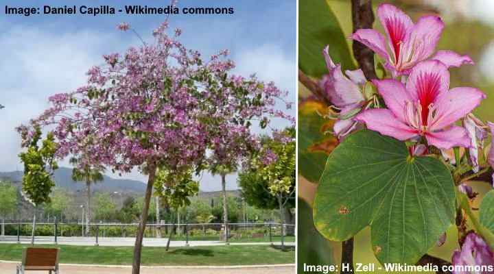 Orchid Tree (Bauhinia variegata)