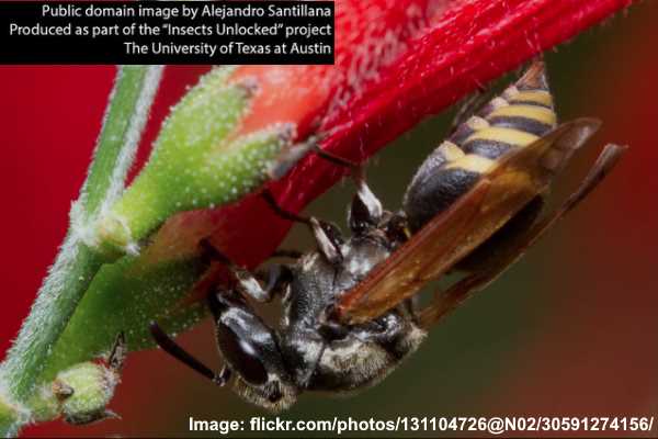 Mexican Honey Wasp (Brachygastra mellifica)