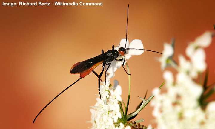 Braconid Wasp (Atanycolus spp.)