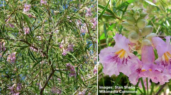 Desert Willow (Chilopsis linearis)