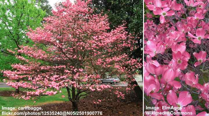 Pink Flowering Dogwood (Cornus florida ‘Rubra’)