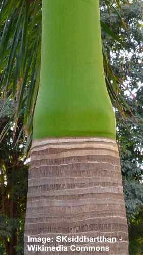 Crown shaft base of Royal palm