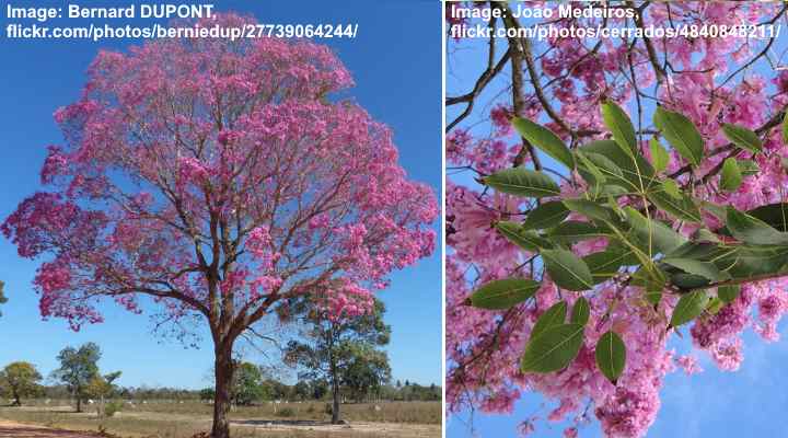 Pink Trumpet Tree (Handroanthus heptaphyllus)