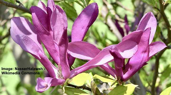 Tulip Magnolia (Magnolia liliiflora)