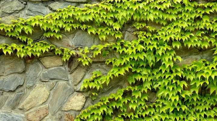 Virginia Creeper (Parthenocissus quinquefolia)