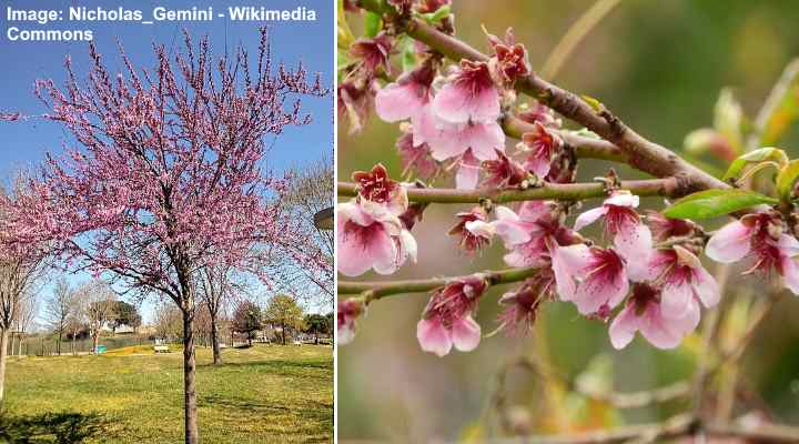 Flowering Peach Tree (Prunus persica)