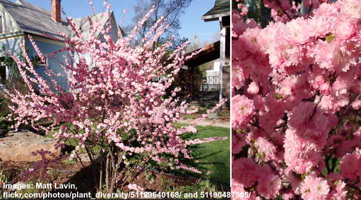 Flowering Almond or Plum Tree (Prunus triloba)