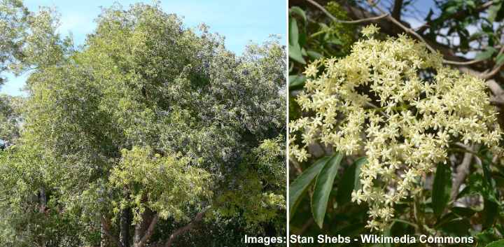 45 Flowering Trees For California: Identification Guide With Pictures