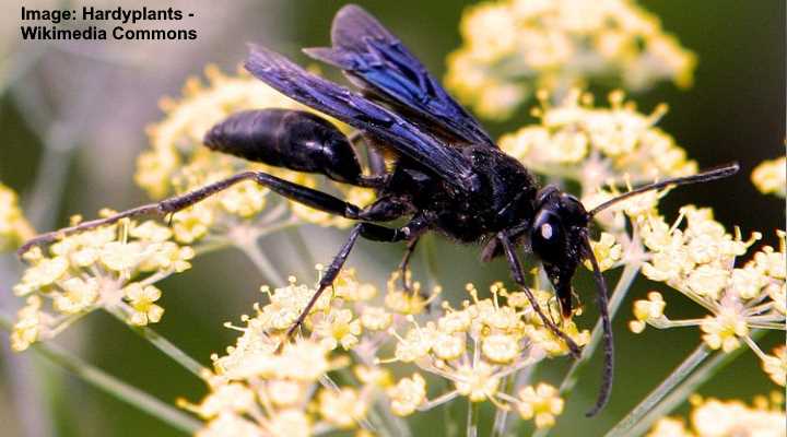 Great Black Wasp (Sphex pensylvanicus)