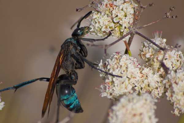 Tarantula Hawk Wasp (Pepsini)