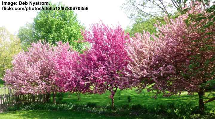 crabapple trees