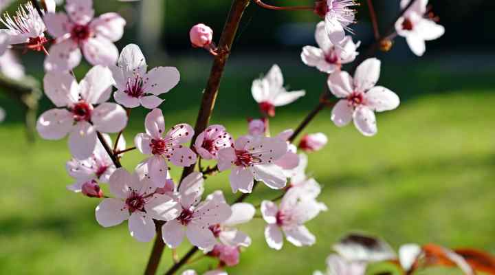 plum flowers