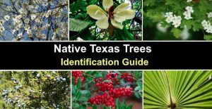 18 Native Texas Trees (With Pictures) - Identification Guide