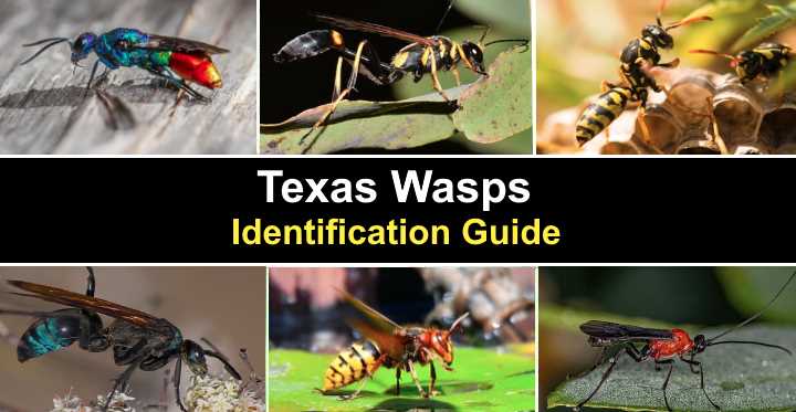 types-of-texas-wasps-with-pictures-identification-guide