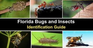 29 Types of Florida Bugs and Insects (With Pictures) - Identification Guide