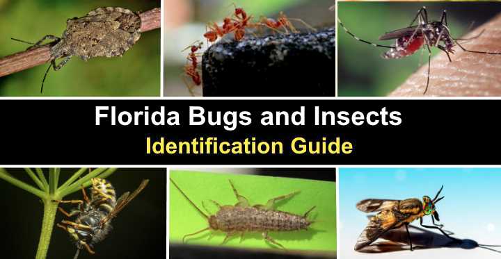 Types Of Flying Bugs And Insects (With Pictures), 47% OFF