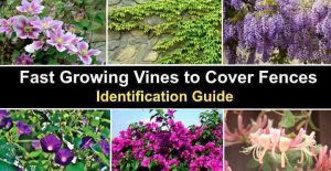 Fast Growing Vines to Cover Fences and For Privacy (with Pictures