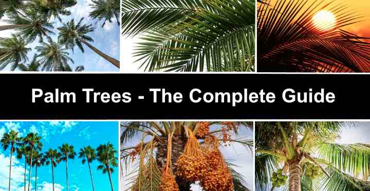 Palm Trees: The Complete Guide (With Pictures)
