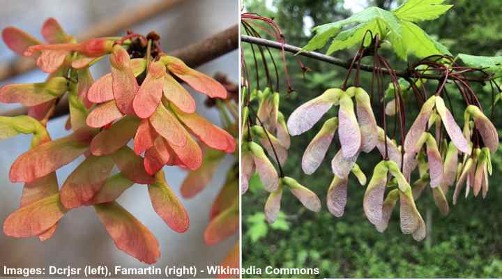 14 Types Of Helicopter Seeds With Pictures Identification Guide   Acer Rubrum Seeds 