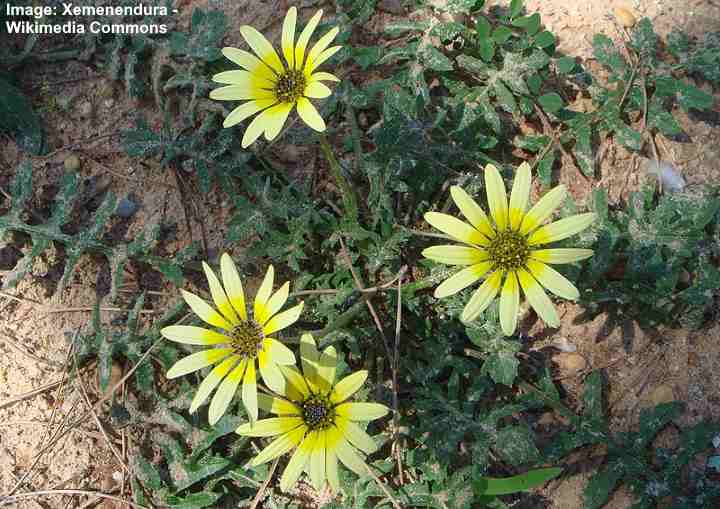 Capeweed (Arctotheca calendula)