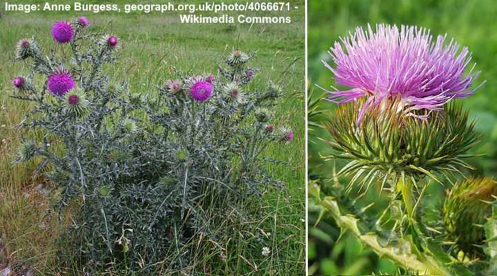 Musk Thistle (Carduus nutans)