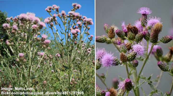 Creeping Thistle (Cirsium arvense)