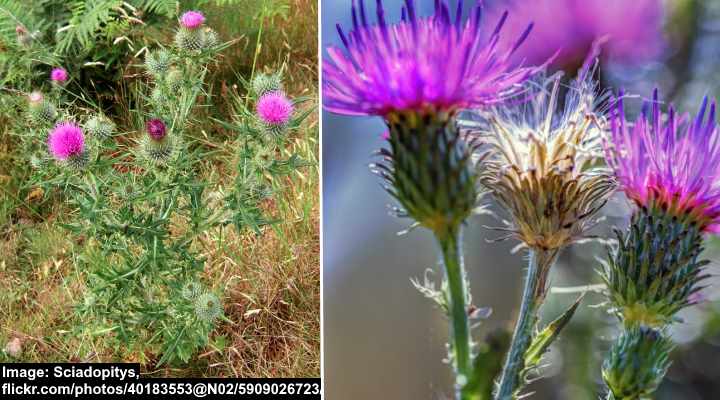 Bull Thistle (Cirsium vulgare)