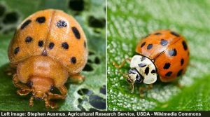 Mexican Bean Beetles: Identification, Damage and Control (With Pictures)