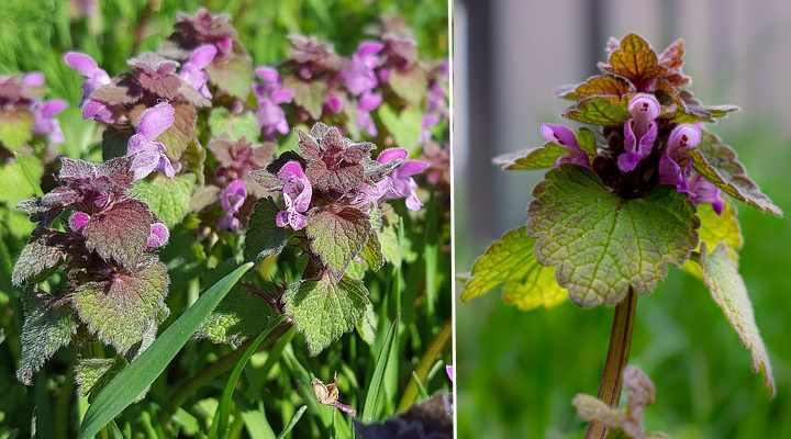 purple lawn weeds