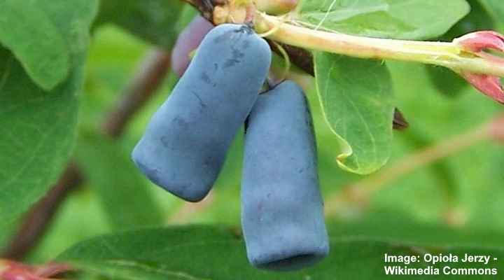 Honeyberry (Lonicera caerulea)